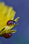 hanna voutilainen_ladybugs